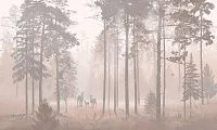Фото Фреска ALBA Natura арт. 800121 - Лес и деревья | Студия фресок и фотопанно "La Stanza" 1