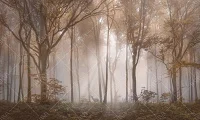 Фото Фреска ALBA Natura арт. 800173 - Лес и деревья | Студия фресок и фотопанно "La Stanza" 1