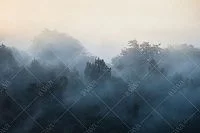 Фото Фреска ALBA Natura арт. 800178 - Лес и деревья | Студия фресок и фотопанно "La Stanza" 1