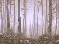 Фото Фреска ALBA Natura арт. 800101 - Лес и деревья | Студия фресок и фотопанно "La Stanza" 1
