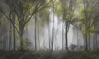 Фото Фреска ALBA Natura арт. 800171 - Лес и деревья | Студия фресок и фотопанно "La Stanza" 1