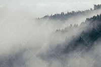 Фото Фреска ALBA Natura арт. 800180 - Лес и деревья | Студия фресок и фотопанно "La Stanza" 1