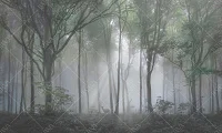 Фото Фреска ALBA Natura арт. 800170 - Лес и деревья | Студия фресок и фотопанно "La Stanza" 1