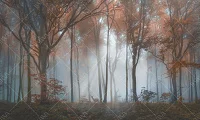 Фото Фреска ALBA Natura арт. 800172 - Лес и деревья | Студия фресок и фотопанно "La Stanza" 1