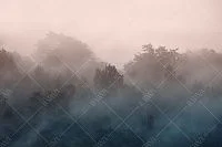 Фото Фреска ALBA Natura арт. 800175 - Лес и деревья | Студия фресок и фотопанно "La Stanza" 1