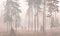 Фото Фреска ALBA Natura арт. 800121 - Лес и деревья | Студия фресок и фотопанно "La Stanza" 1