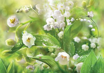 Фото Ландыши в росе - Панорамы|Растительные | Студия фресок и фотопанно "La Stanza"