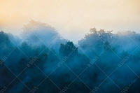 Фото Фреска ALBA Natura арт. 800177 - Лес и деревья | Студия фресок и фотопанно "La Stanza" 1